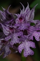 0950 Orchis tridentata